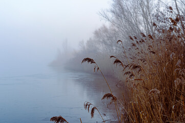 Fog on the pond, Alsace France - Water and sky merge in the morning fog. A few reeds emerge from...
