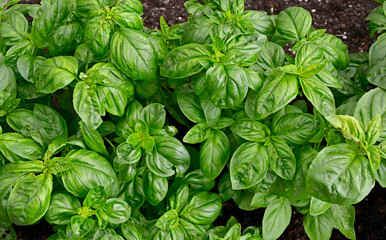 Close up of Italian sweet Basil in a herb garden