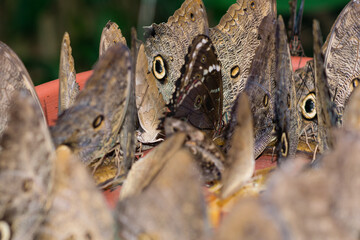 Mariposas Morphos encontradas en la selva sur del Perú.