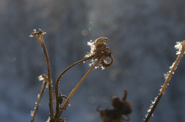 dry plants in the snow