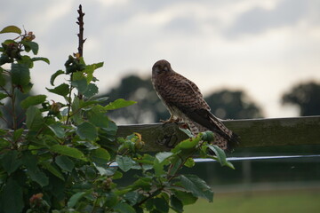 Kestrel (Falco tinnunculus)