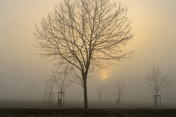 Lime tree in the morning fog. - Early morning on the amusement park of Brumath in Alsace, France. The sun appears through the fog.