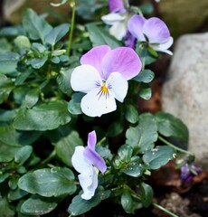 pink and white flowers