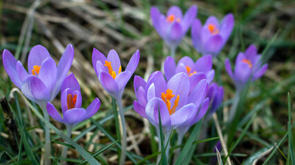 Purple Crocus flowers, in early Spring