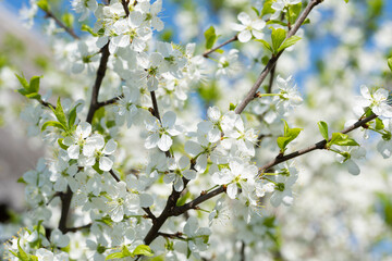 Blooming plum tree branches in spring.