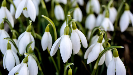 Snowdrop flowers in early spring
