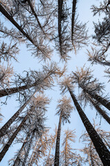 Winter tree tops viewed looking up at sunset. Bottom view trees. Blue sky. Trunks of larches. Forest abstract background. 