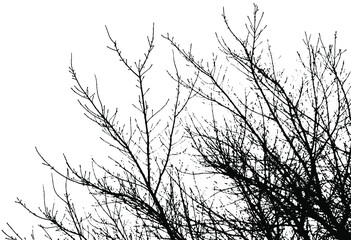 Realistic tree twigs branches silhouette on white background (Vector illustration).
