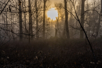 Nebel im Wald bei Sonnenaufgang