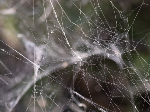 Spidernet Spidernet Bilder – Durchsuchen 290 Archivfotos, Vektorgrafiken und ...