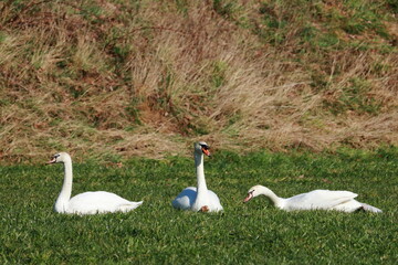 Höckerschwäne auf der wiese