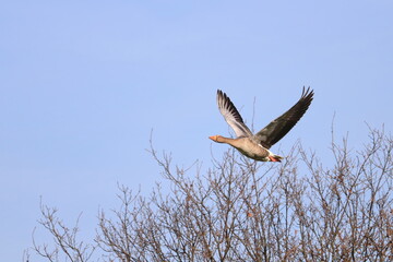 die fliegende Graugans