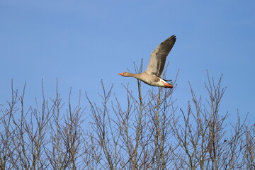 die fliegende Graugans