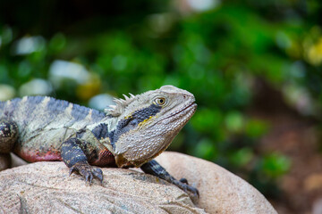 Australian water dragon in Brisbane, Australia
