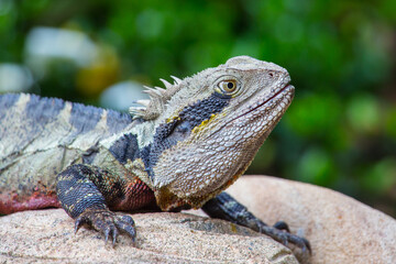 Australian water dragon in Brisbane, Australia