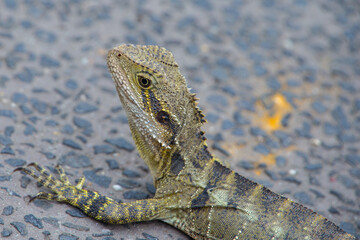 Australian water dragon in Brisbane, Australia