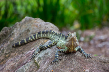 Australian water dragon in Brisbane, Australia