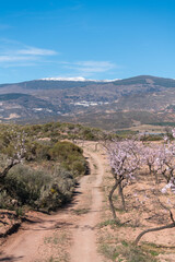 Fototapeta na wymiar Dirt road between flowering almond trees in the mountains in southern Spain