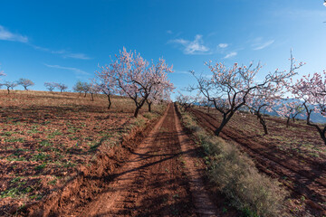 Dirt road between flowering almond trees in the mountains in southern Spain