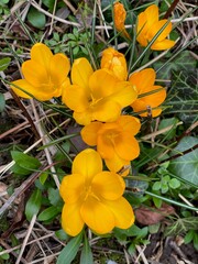 yellow flowers