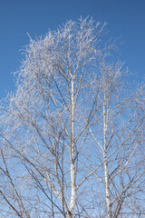 tree in winter