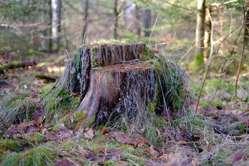 Obraz premium Baumstumpf ist mit Moos überwachsen