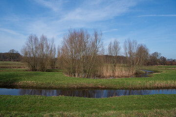 Trees in landscape with wandering creek