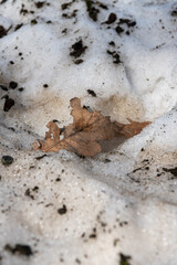 Leaf in snow