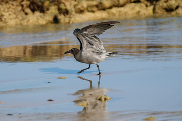 Shore birds along Bachus Beach on Santiago Island in the Galapagos