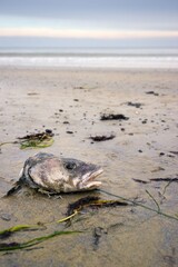 A dead fish head laying on the beach slightly rotten