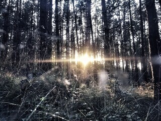morning in the woods