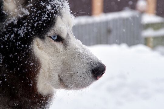 Closeup Portrait Of Blue Eyes Husky Dog In Snow On Winer Background.