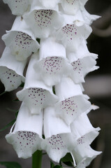 Foxglove (Digitalis  purpurea), Cowichan Valley, Vancouver Island, British Columbia, Canada © Kevin Oke Photograph
