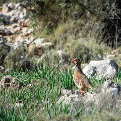 Wild partridge walking among plants in the Andalusian countryside