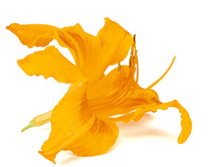 Fototapeta premium Orange flower of daylily, lat. Hemerocallis, isolated on white background