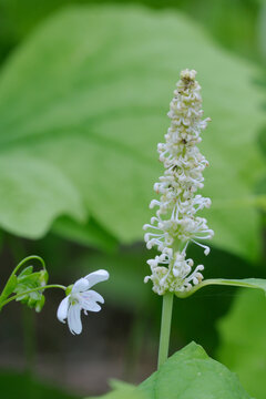 Vanilla Leaf (Achlys triphylla), Cowichan Valley, Vancouver Island, British Columbia, Canada