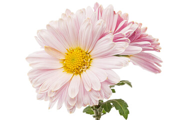 Pink flowers of ofchrysanthemum, isolated on white background