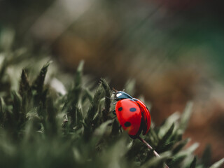 Close-up of a red black-spotted ladybug in a garden, on grass and moss