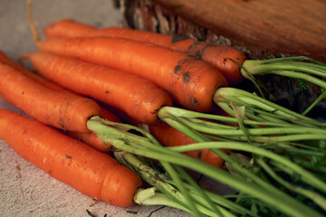 bunch of clean young carrots with tops