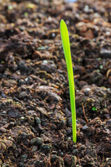 Green sprout growing out from soil. Fresh green sprout in spring on the field