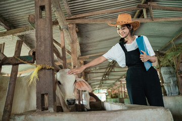 cowboy woman wearing hat stands holding clipboard and head of a calf in a large cow shed on a cow background