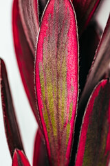 Macro shot of Leucadendron Salignum leaves.