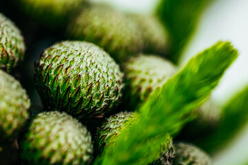 Macro shot of Juniperus Communis 
wood fruits.