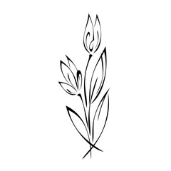 ornament 1564. bouquet of two flower buds on stems with pointed leaves black lines on a white background