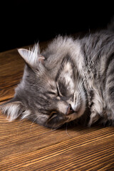 Naklejka na ściany i meble A beautiful purebred cat sleeps on a wooden table. Studio photo on a black background.