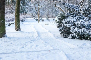 Snow trampled paths in the winter park