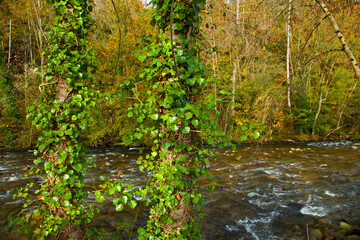 Obraz premium Río Piloña, Cuenca del Sella, Alrededores de Sevares, Asturias