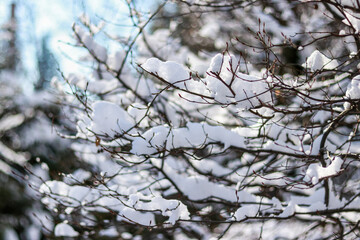 Branches of bushes without leaves in the snow in winter on a sunny day