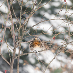 Ruffled fieldfare front