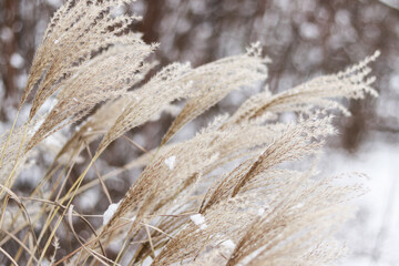 Dry beige panicles of plants in the snow in winter